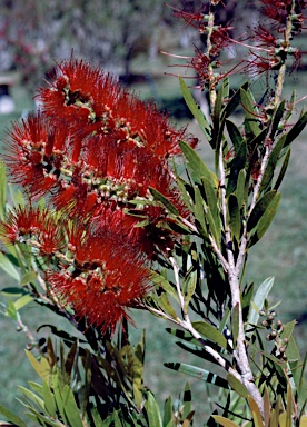 APII jpeg image of Callistemon 'Red Clusters'  © contact APII