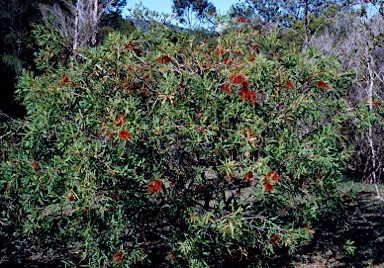 APII jpeg image of Callistemon viminalis 'Marlborough'  © contact APII