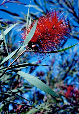 APII jpeg image of Callistemon viminalis 'Wild River'  © contact APII