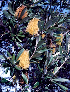 APII jpeg image of Banksia integrifolia  © contact APII