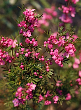 APII jpeg image of Boronia pinnata  © contact APII