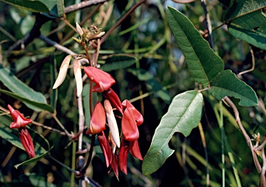 APII jpeg image of Kennedia rubicunda  © contact APII