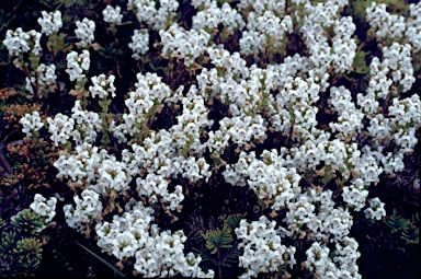 APII jpeg image of Euphrasia striata  © contact APII