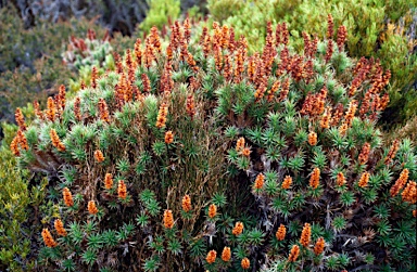 APII jpeg image of Richea scoparia  © contact APII