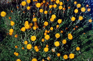 APII jpeg image of Xerochrysum subundulatum  © contact APII