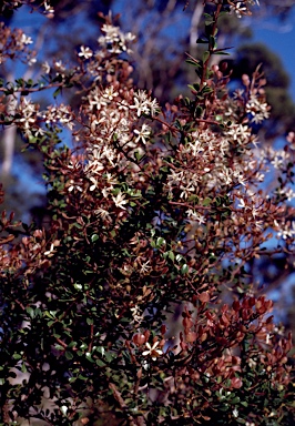 APII jpeg image of Bursaria spinosa subsp. spinosa  © contact APII