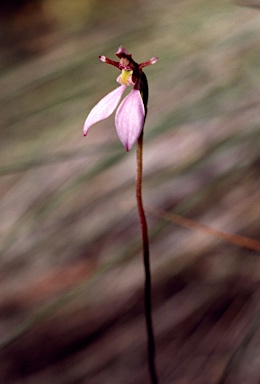 APII jpeg image of Eriochilus cucullatus  © contact APII