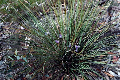 APII jpeg image of Patersonia fragilis  © contact APII