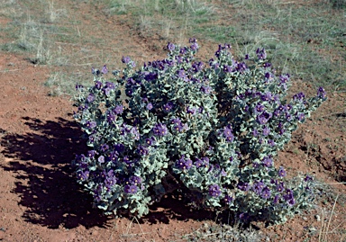 APII jpeg image of Solanum lasiophyllum  © contact APII