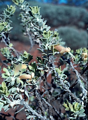 APII jpeg image of Eremophila forrestii  © contact APII