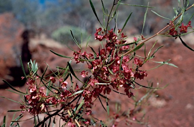 APII jpeg image of Dodonaea viscosa subsp. mucronata  © contact APII