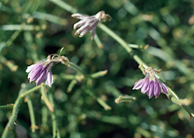 APII jpeg image of Scaevola parvifolia subsp. pilbarae  © contact APII