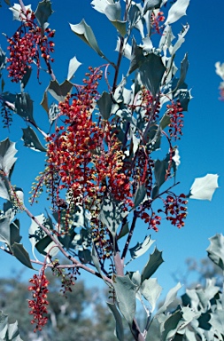 APII jpeg image of Grevillea wickhamii  © contact APII