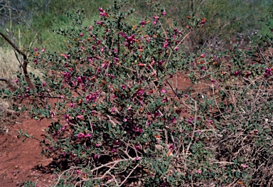 APII jpeg image of Eremophila maculata  © contact APII