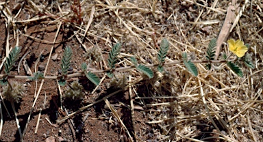 APII jpeg image of Tribulus occidentalis  © contact APII