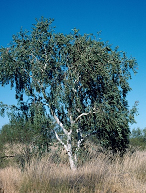 APII jpeg image of Corymbia aspera  © contact APII