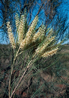 APII jpeg image of Grevillea stenobotrya  © contact APII