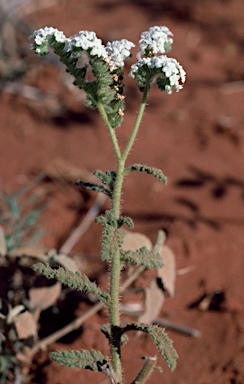 APII jpeg image of Heliotropium crispatum  © contact APII