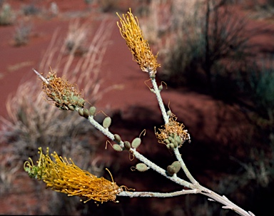 APII jpeg image of Grevillea eriostachya  © contact APII