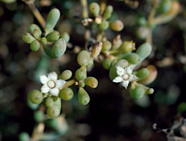 APII jpeg image of Trianthema turgidifolium  © contact APII