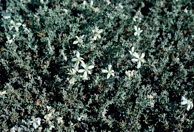 APII jpeg image of Frankenia pauciflora  © contact APII