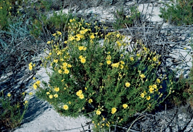 APII jpeg image of Senecio pinnatifolius var. pinnatifolius  © contact APII