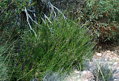 APII jpeg image of Scaevola pulchella  © contact APII