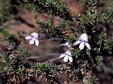 APII jpeg image of Eremophila exilifolia  © contact APII