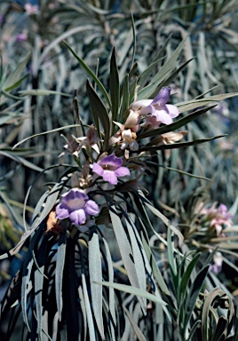 APII jpeg image of Eremophila freelingii  © contact APII