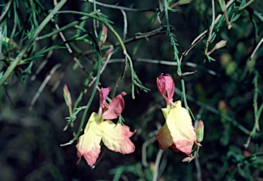 APII jpeg image of Lechenaultia linarioides  © contact APII