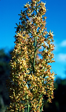 APII jpeg image of Stirlingia latifolia  © contact APII