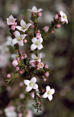 APII jpeg image of Boronia pilosa  © contact APII