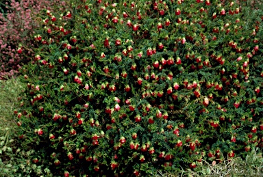 APII jpeg image of Darwinia leiostyla 'Coolamon Pink'  © contact APII