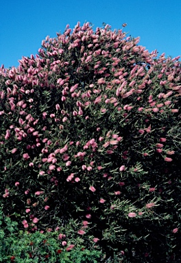 APII jpeg image of Callistemon 'John Mashlan'  © contact APII