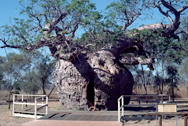 APII jpeg image of Adansonia gregorii  © contact APII