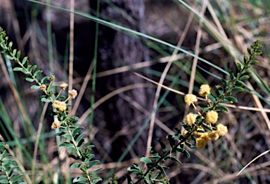 APII jpeg image of Acacia nuperrima  © contact APII