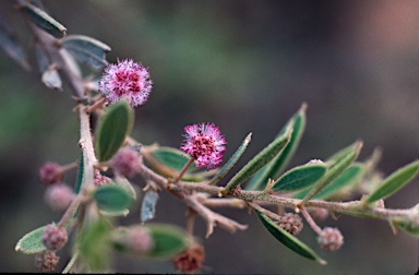 APII jpeg image of Acacia purpureopetala  © contact APII