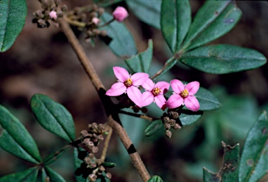 APII jpeg image of Boronia umbellata  © contact APII