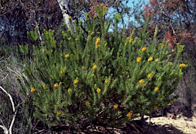 APII jpeg image of Persoonia acerosa  © contact APII