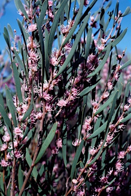 APII jpeg image of Hakea pandanicarpa  © contact APII