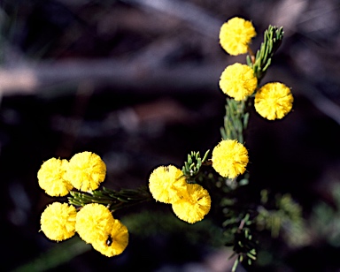 APII jpeg image of Acacia brunioides subsp. granitica  © contact APII