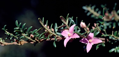 APII jpeg image of Boronia amabilis  © contact APII