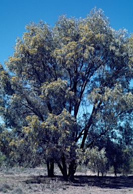 APII jpeg image of Acacia harpophylla  © contact APII