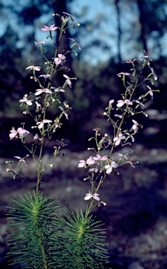 APII jpeg image of Stylidium laricifolium  © contact APII