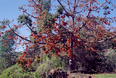 APII jpeg image of Bombax ceiba  © contact APII