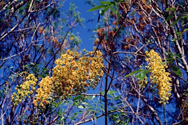 APII jpeg image of Cassia brewsteri  © contact APII