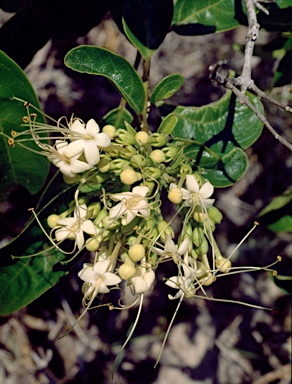 APII jpeg image of Clerodendrum floribundum  © contact APII