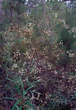 APII jpeg image of Astrotricha longifolia  © contact APII