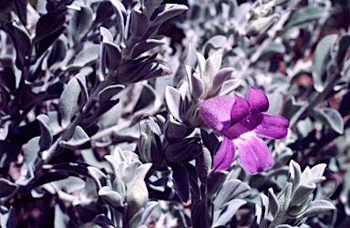 APII jpeg image of Eremophila mackinlayi  © contact APII