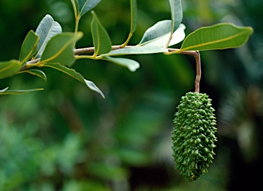 APII jpeg image of Flindersia oppositifolia  © contact APII